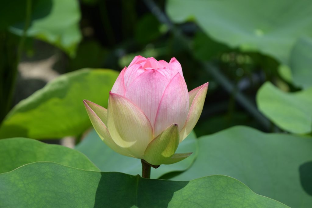 lotus
